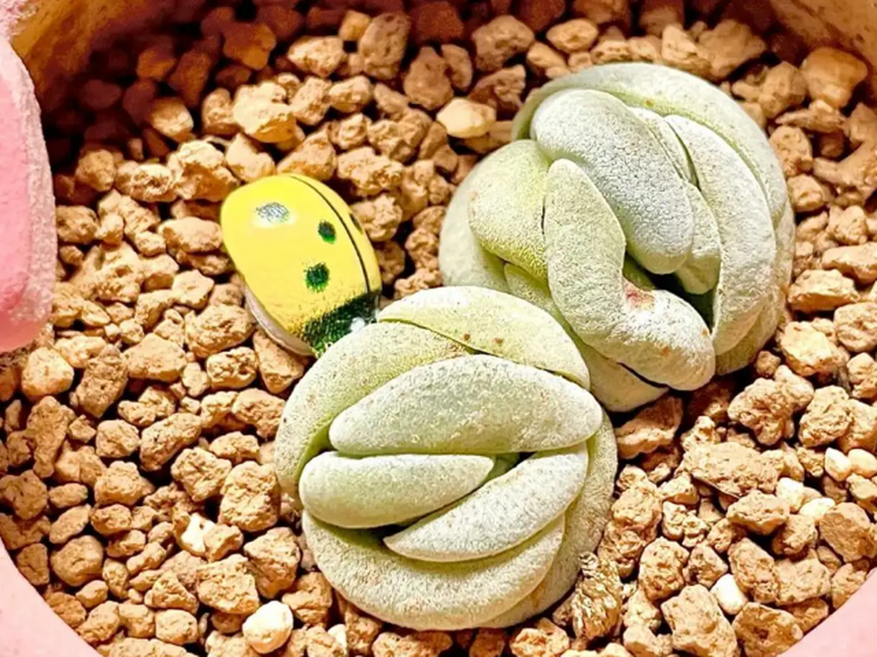 世界上最丑的多肉植物,最辣眼睛 托尼 不知道为什么如此丑的一种多肉