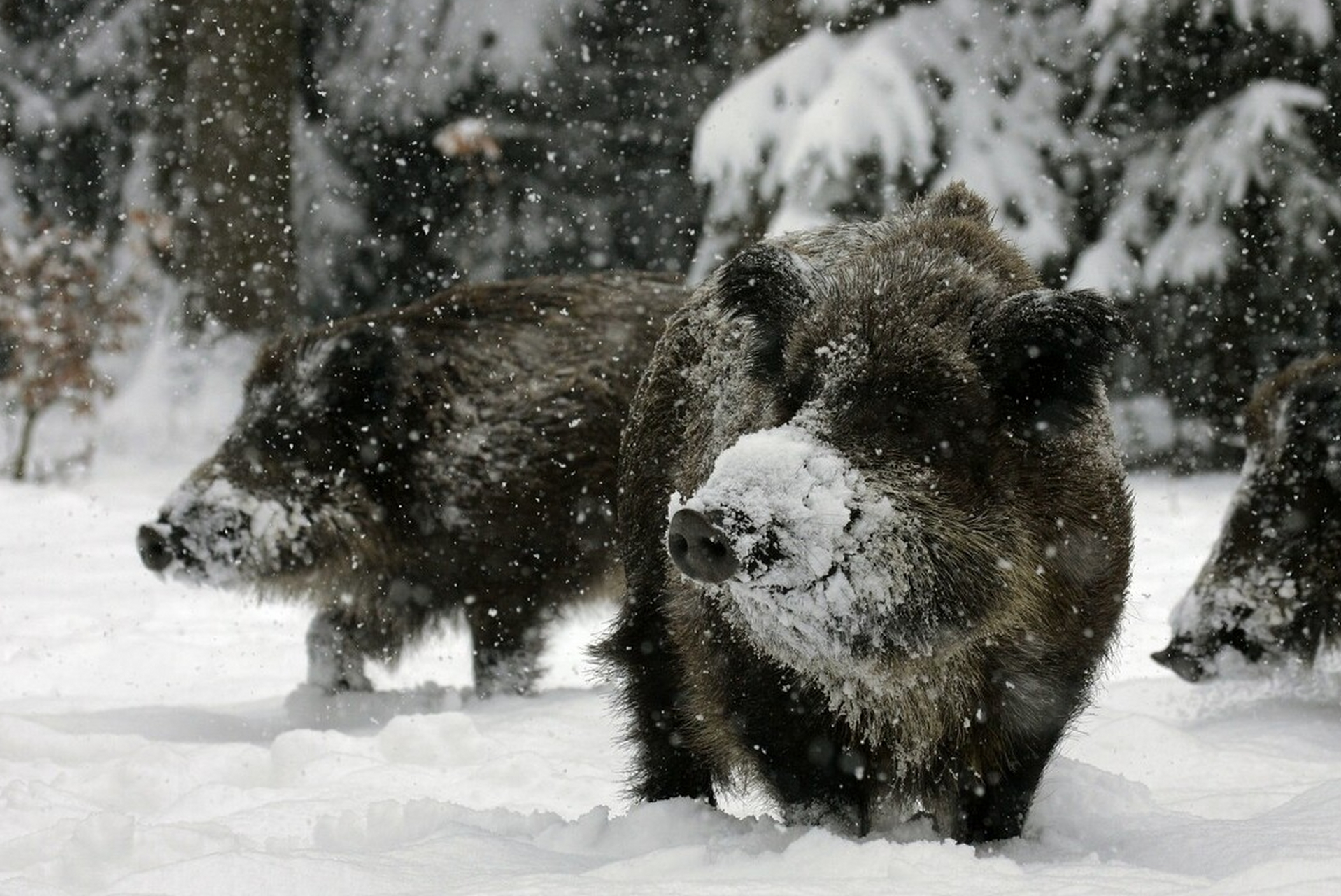 猪猡也叫穿山甲,是一种奇特而神秘的动物,生活在亚洲和非洲的热带地区