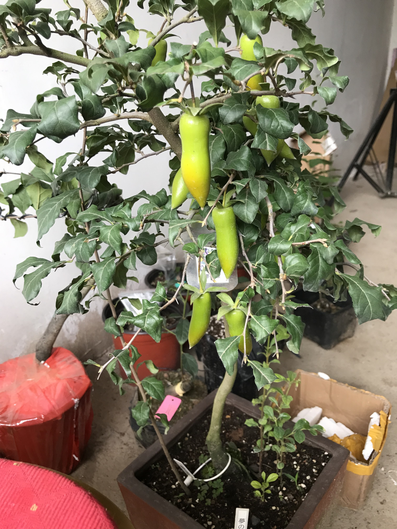 这是一颗梦之雫母本,这个是最正宗的梦之雫果型.