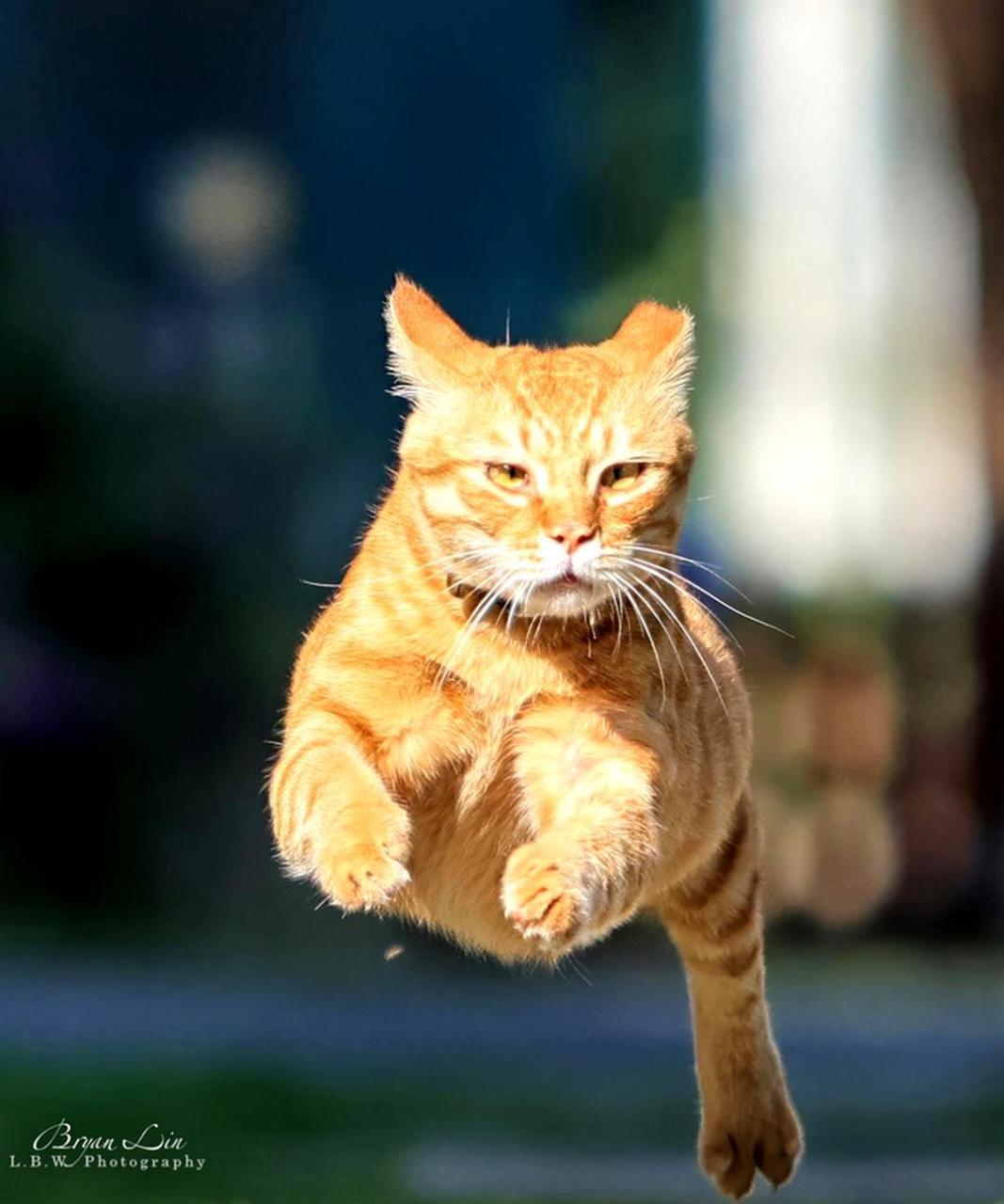 橘猫跑来吃放饭的画面让人感觉仿佛要飞起来一样!