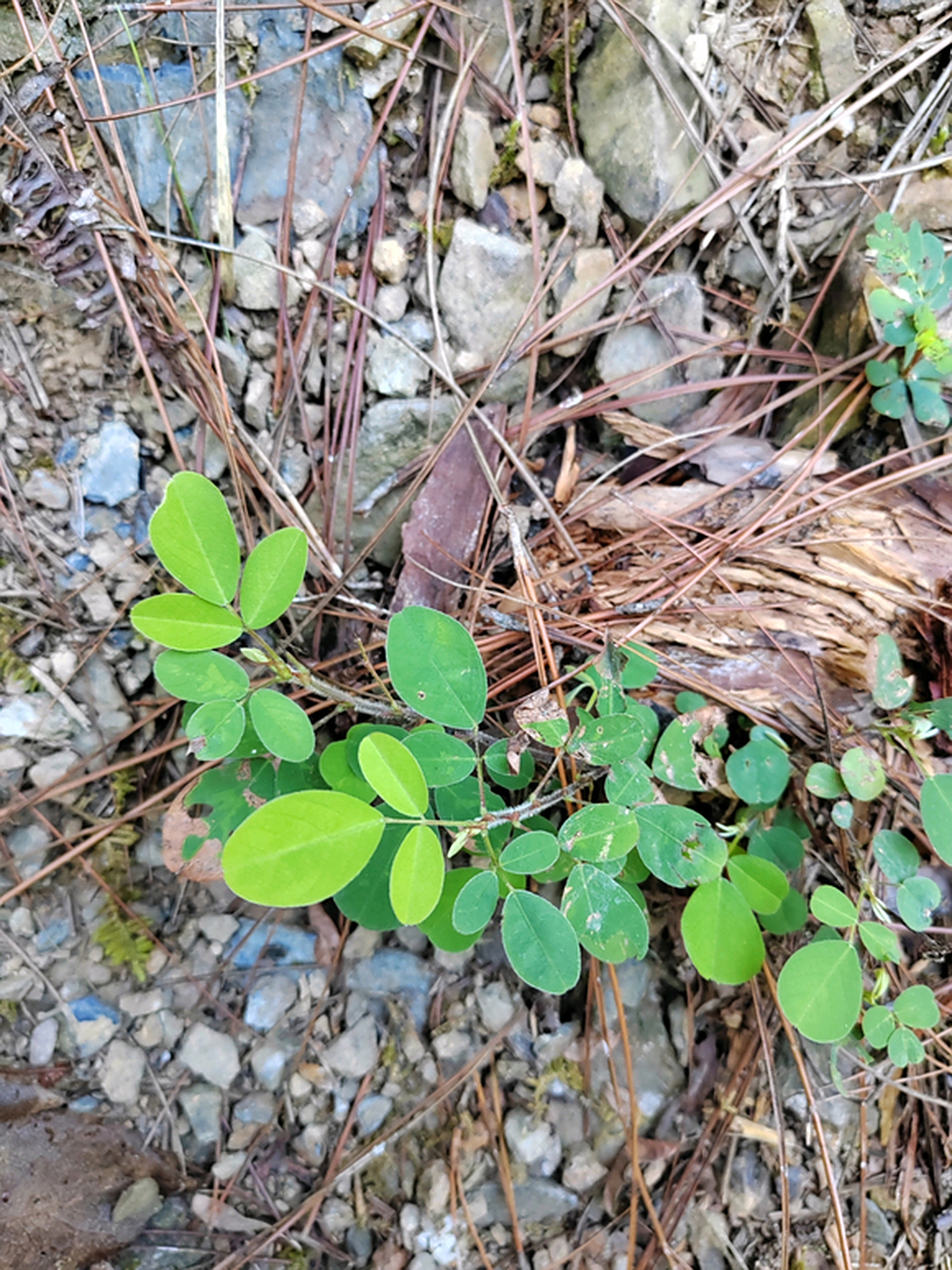 路边的小草,问一问它们的名字?