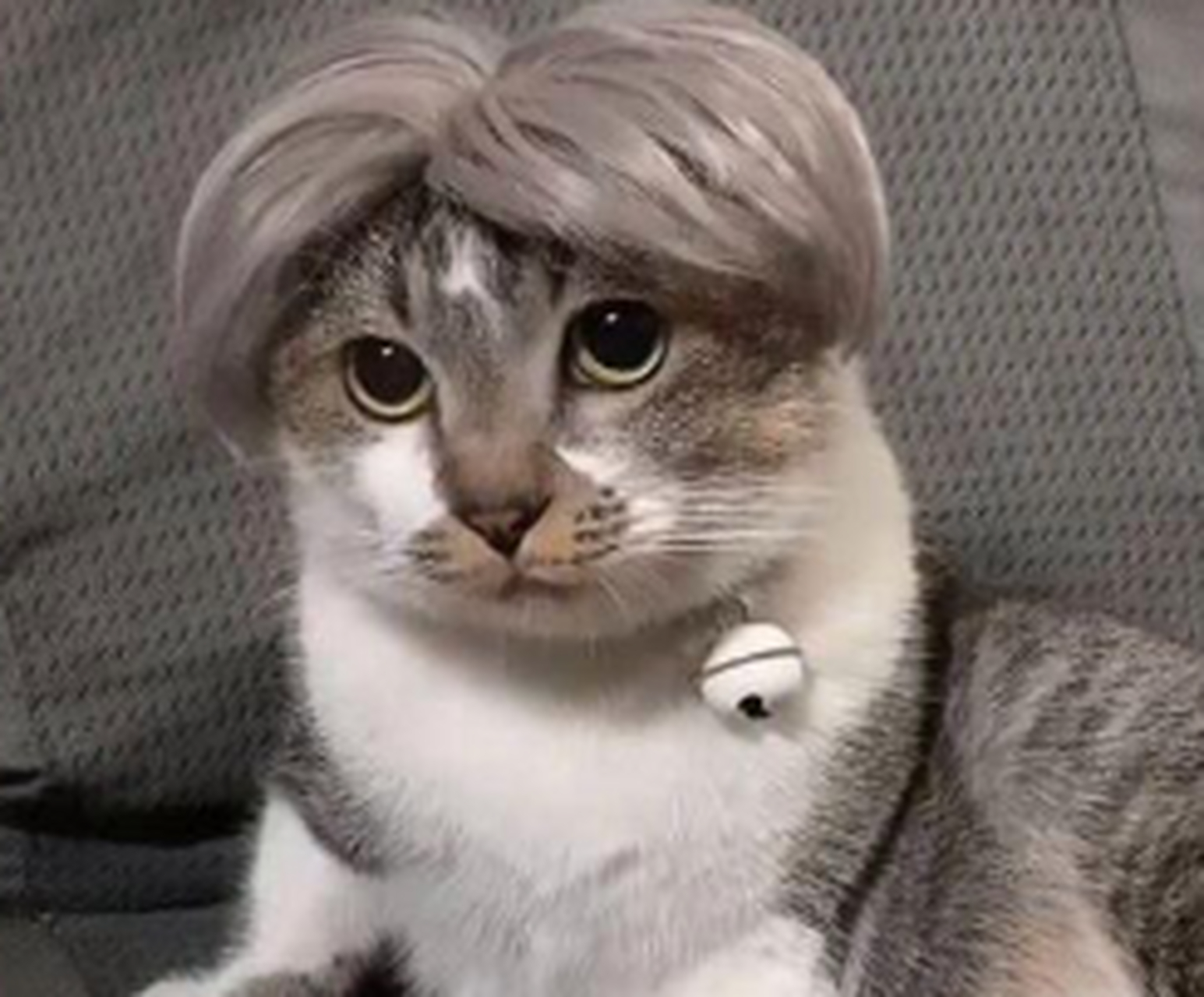 网友:给我们家的猫猫起个名字吧,不能带坤.