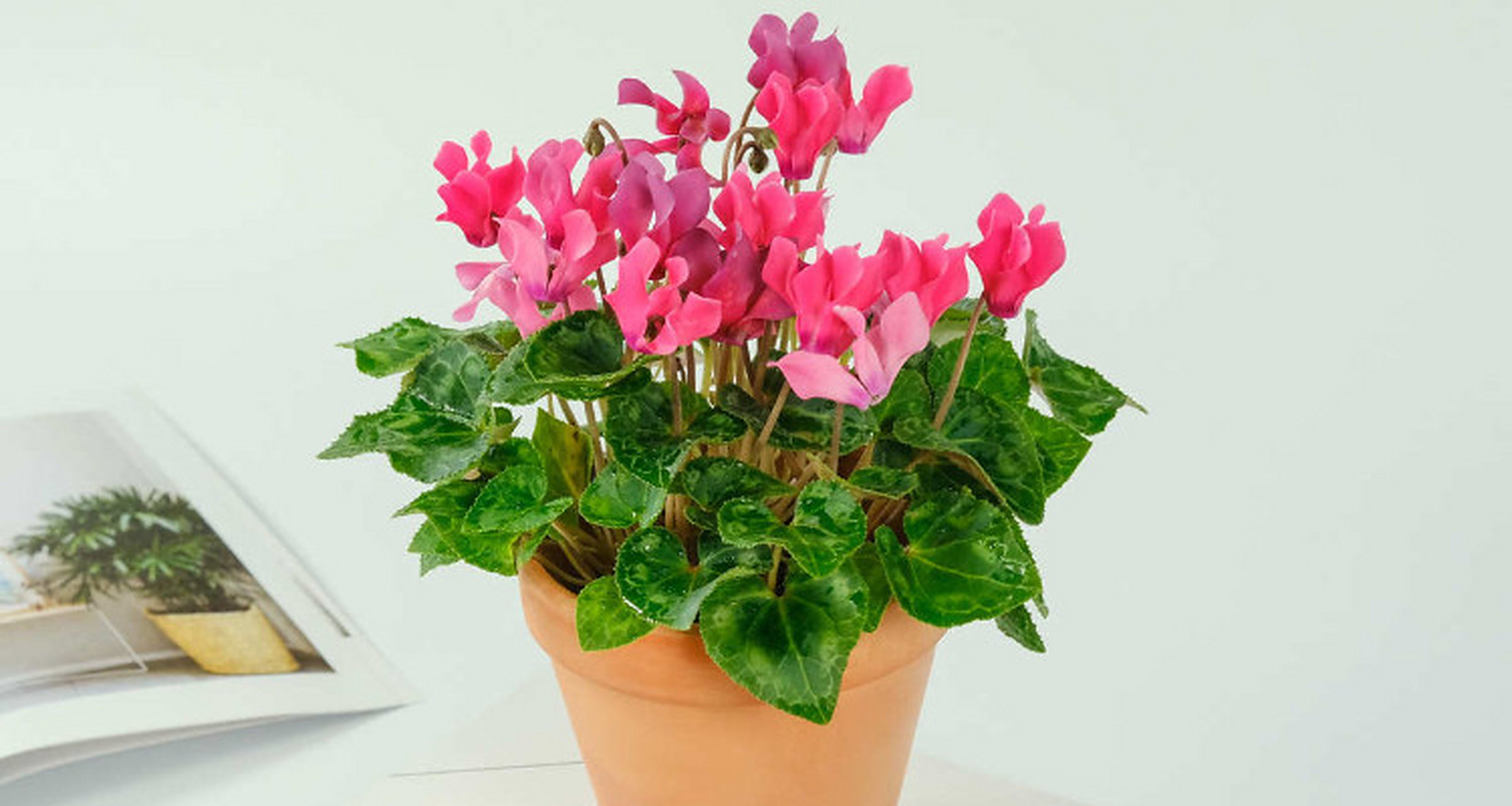 下面将介绍仙客来的养殖方法.