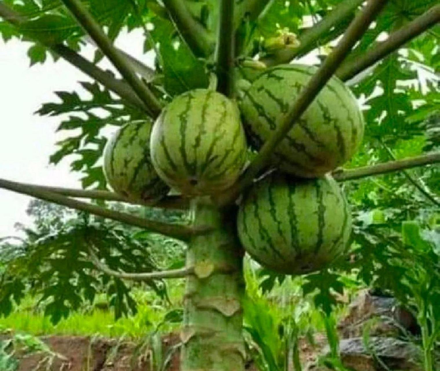 还有西瓜树吗?大家有知道的吗?