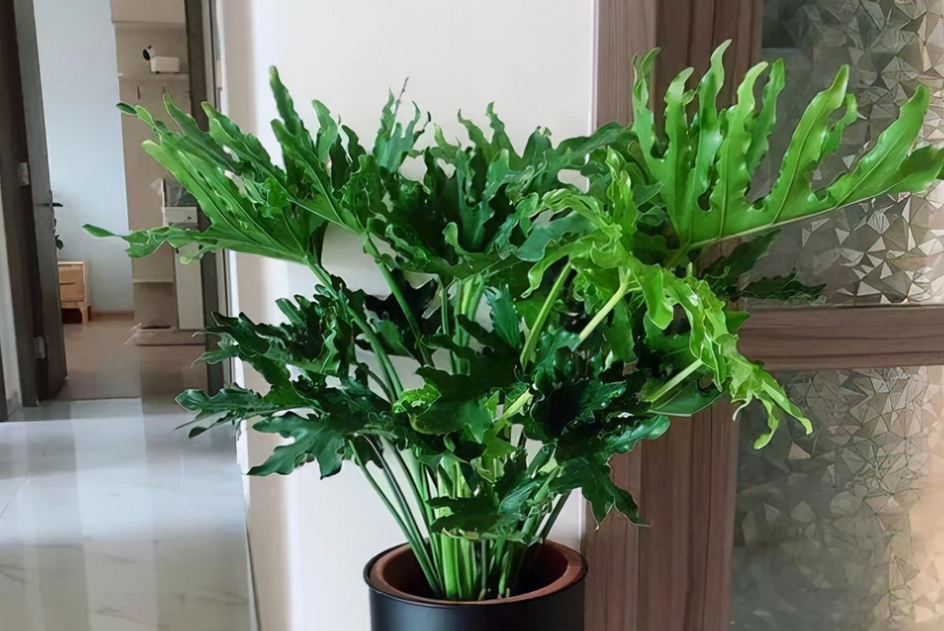羽又叫芋,它株高一般为80-100厘米,整个植株美观大方,坚挺细长的叶柄