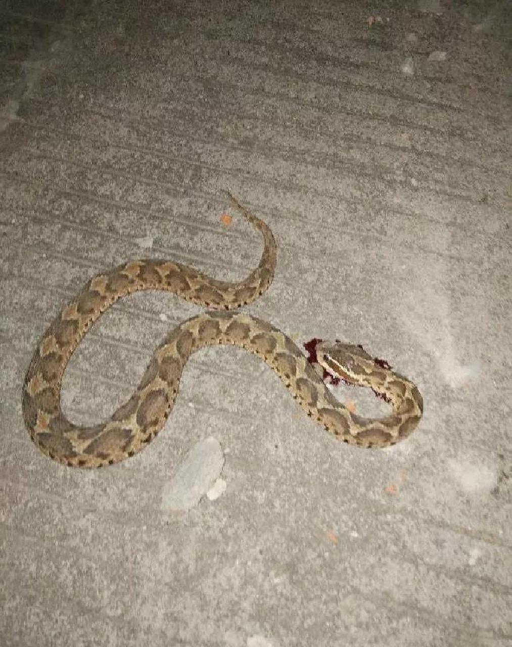 贵州遵义,一54岁男子晚上回家的时候不小心被蛇咬伤了,当他被送到医院