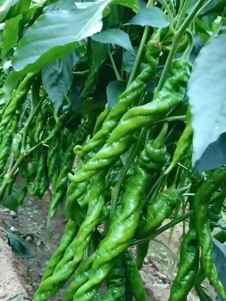 螺丝辣椒? #中国版chatgpt来了