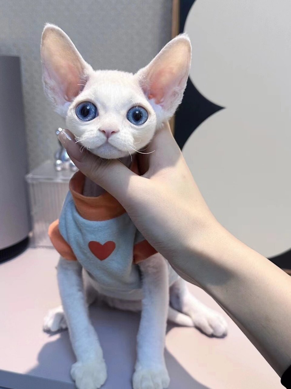 奶萌奶萌的小精灵纯白蓝眼弟弟  海蓝色大眼睛 超级无敌乖乖,喜欢粘人