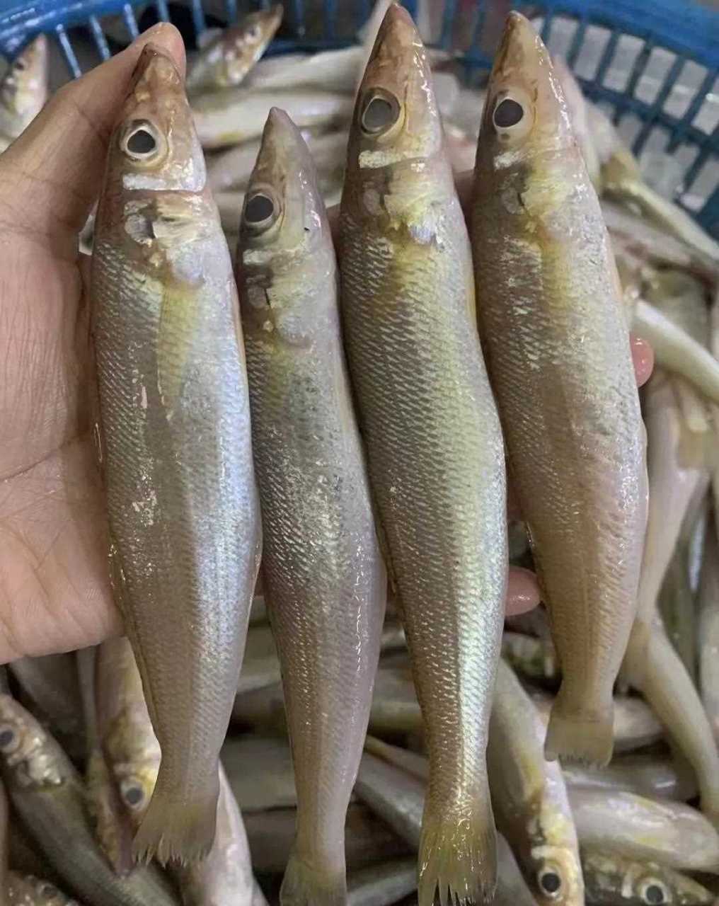 野生幼鳞沙尖鱼,温中补气的好鱼几乎没有鱼腥味 [你懂的]