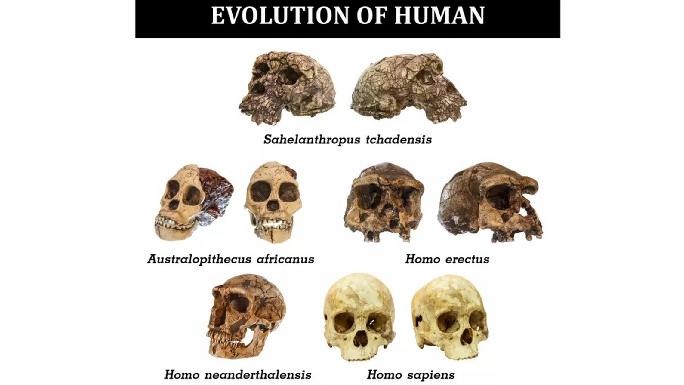 人类#进化【人类的祖先有多少种早期人类物种?