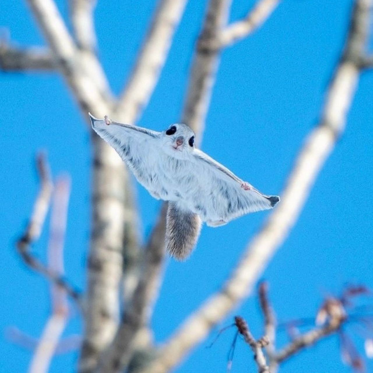 气质超群的西伯利亚鼯鼠,萌到可以直接上天 这种萌得不真实的小可爱是