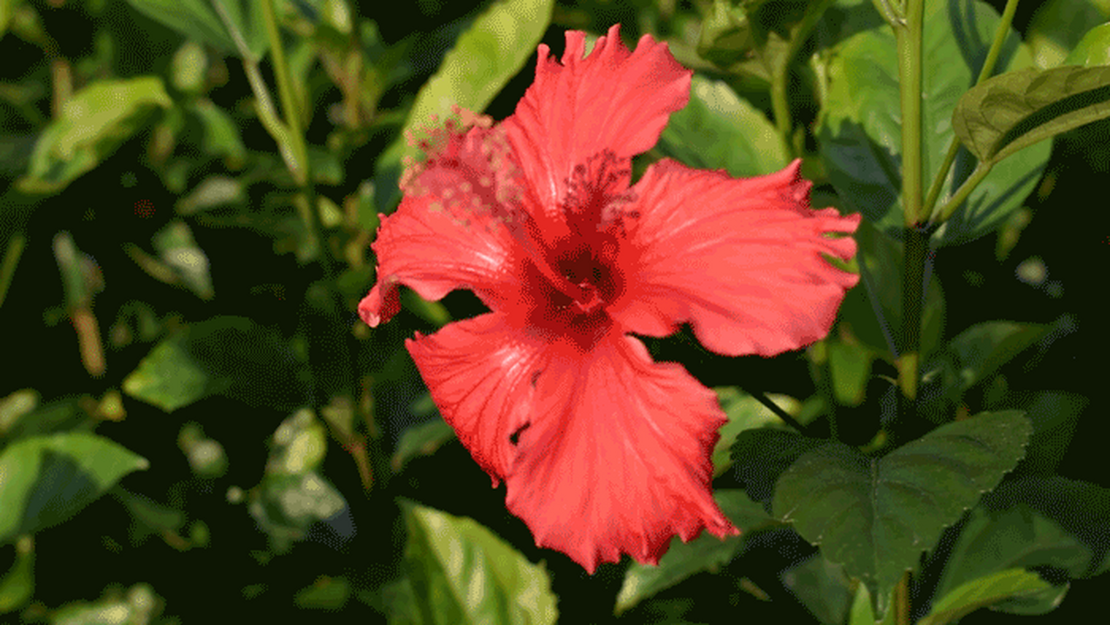 摄影#   红色木槿花,又称为朱槿,你了解吗?