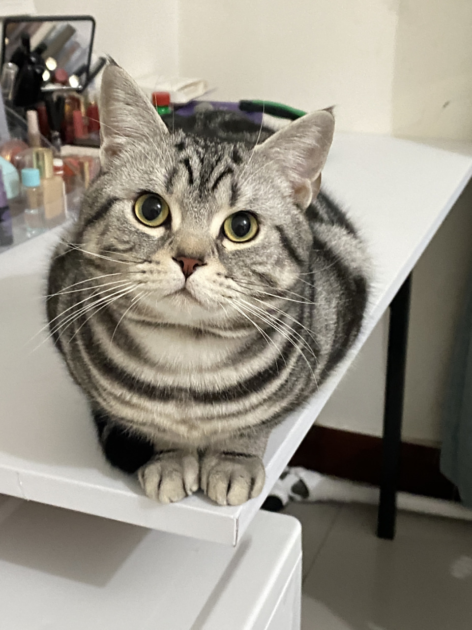 温柔敦厚,沉静内敛的猫中贵族  一看就知道这只美短虎斑非常老实,真是