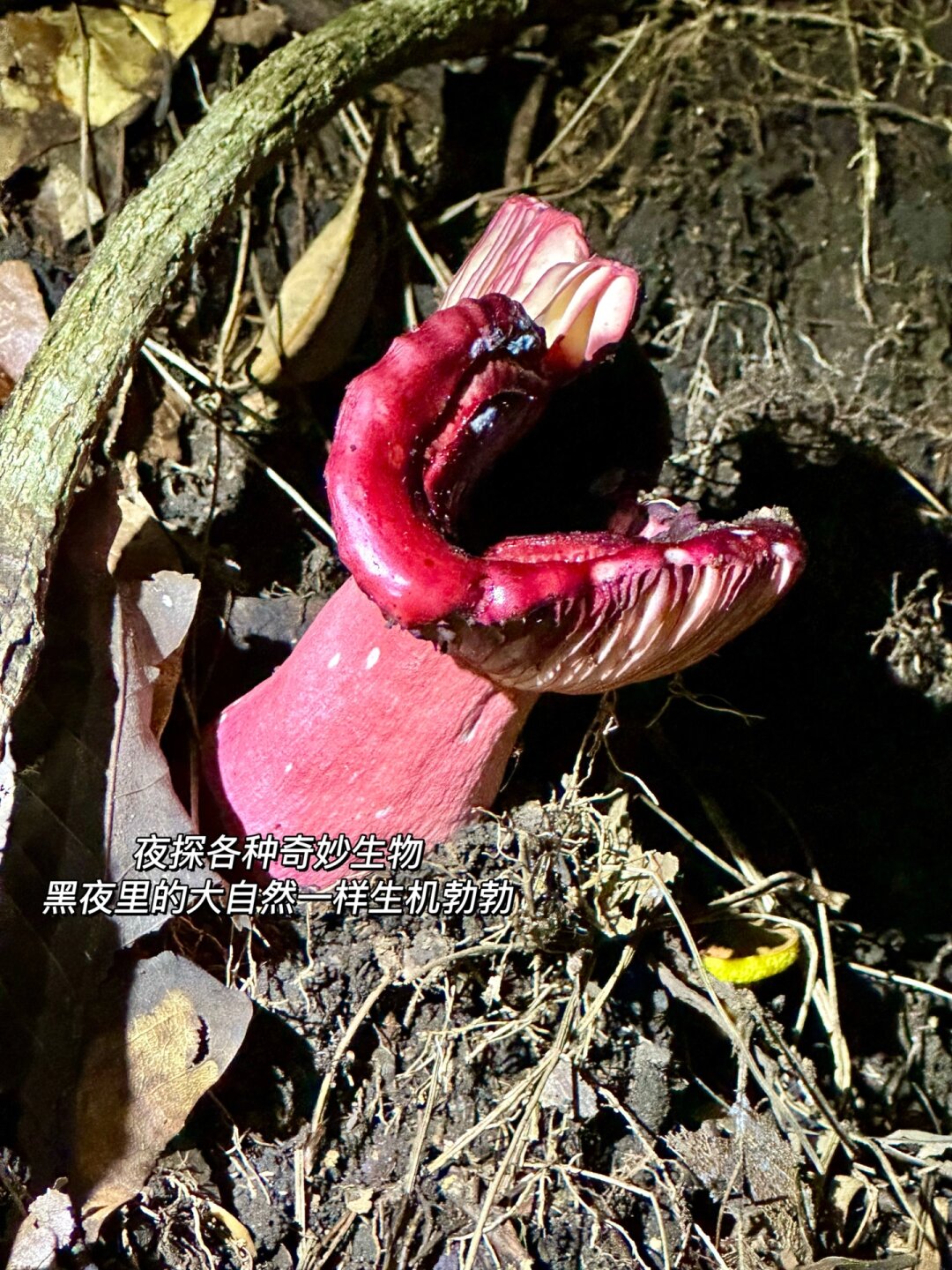 高黎贡山虽非热门景点,但拥有富饶的自然生态