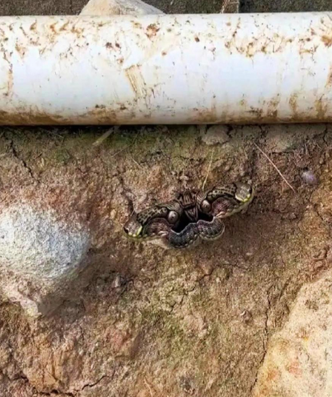 怪的得以前都叫"鬼蝴蝶"呢,确实吓人
