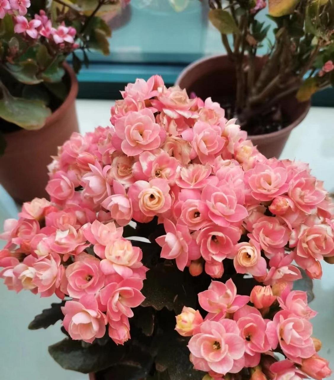 长寿花"维罗纳"开花的样子(也叫维纳斯,七彩祥云),中小型品种,特别爱