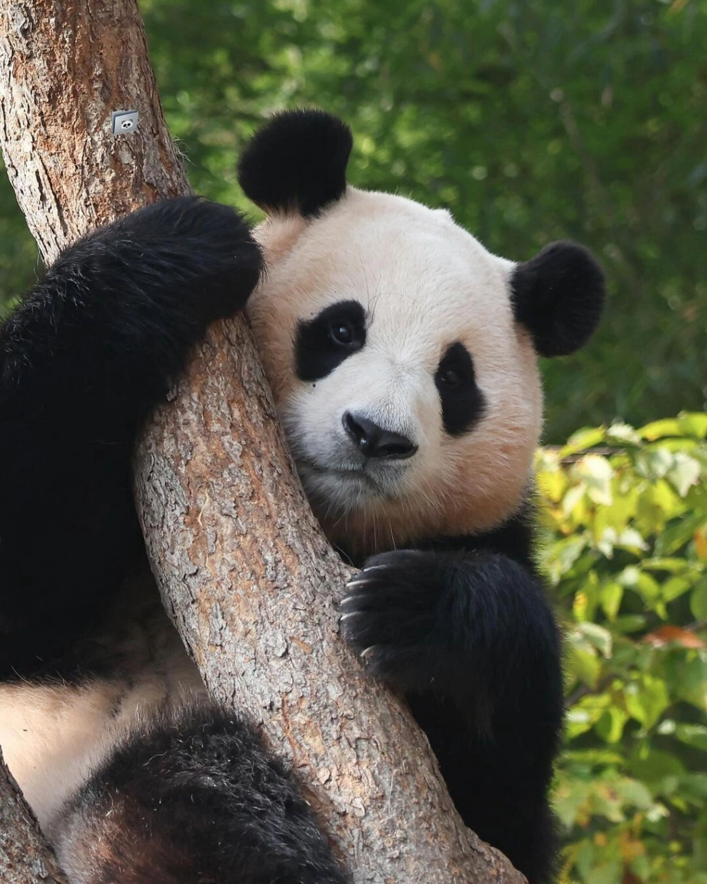 抱树福宝的超萌瞬间:今日份的治愈之源  生活中的小确幸,往往源于那些