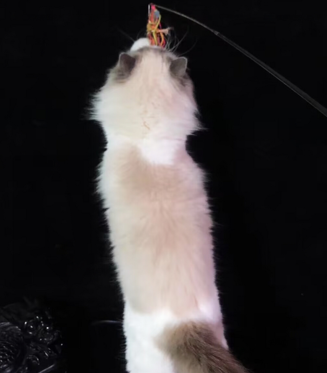 布偶猫这样算满背吗?