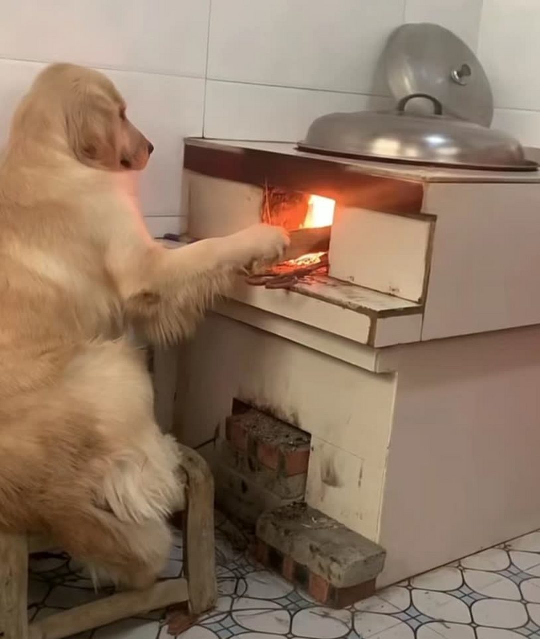 狗可以帮忙做饭,太棒了![大笑][大笑]#搞笑