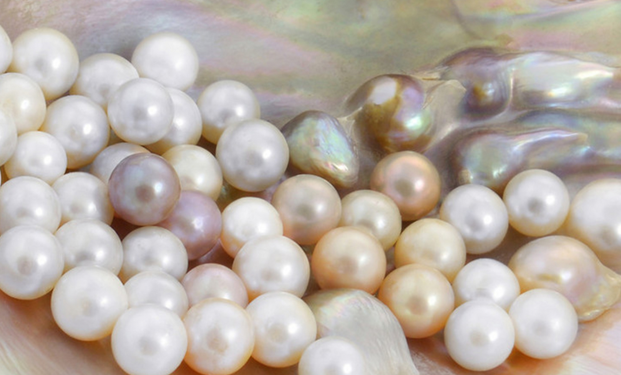 点击头像看直播##珍珠#人工养殖珍珠又分为海水养殖珍珠和淡水养殖