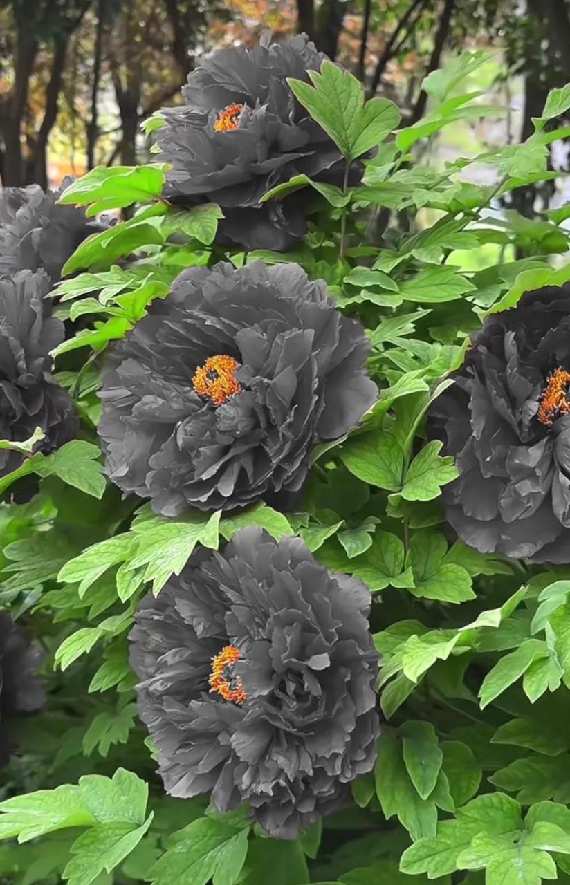 菏泽曹州牡丹园里竟然真的有黑牡丹,没想到牡丹还有黑色的,太奇特了