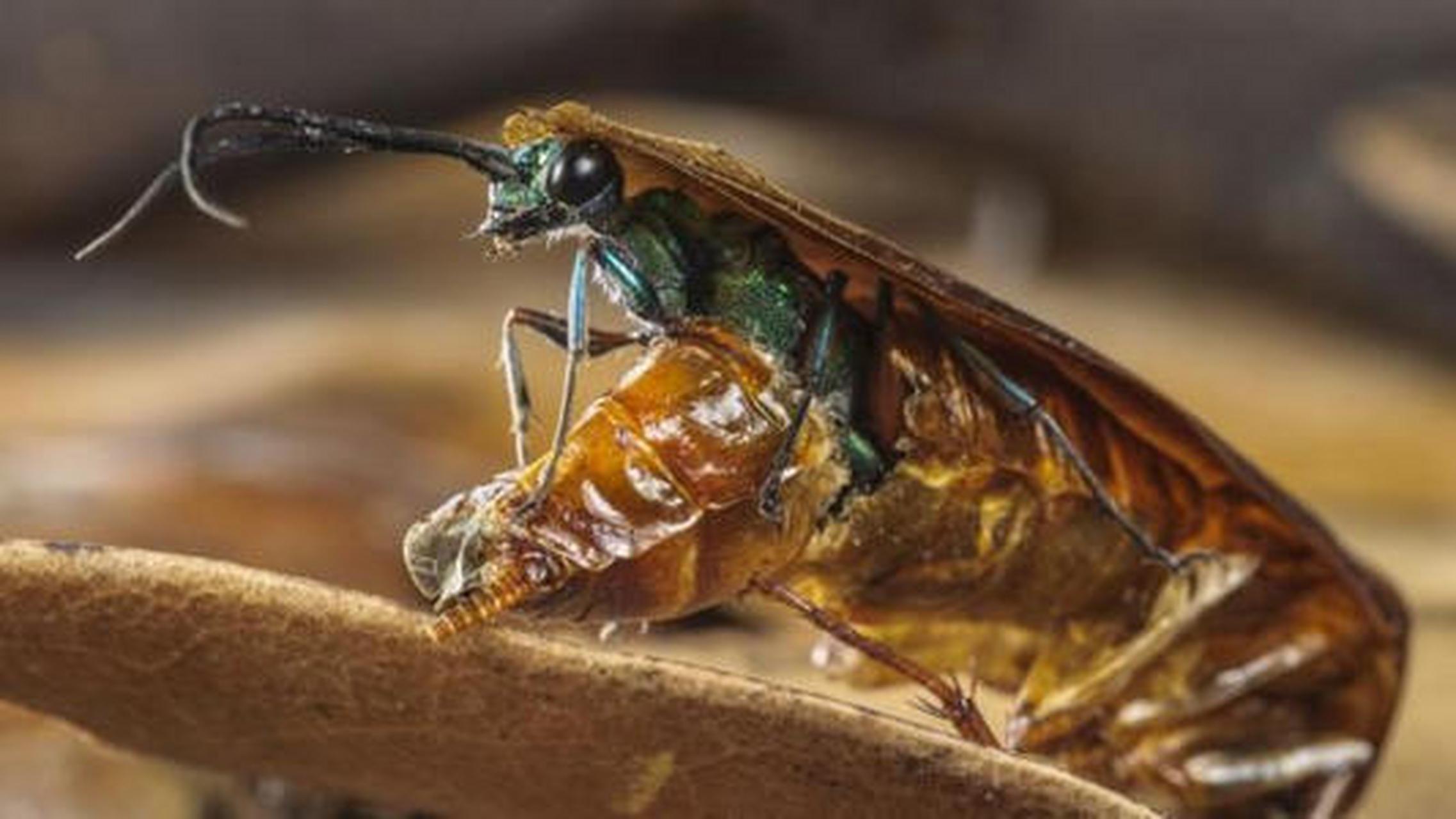 扁头泥蜂是动物界的"摄魂怪",它能通过注入毒素的方式控制蟑螂的行为