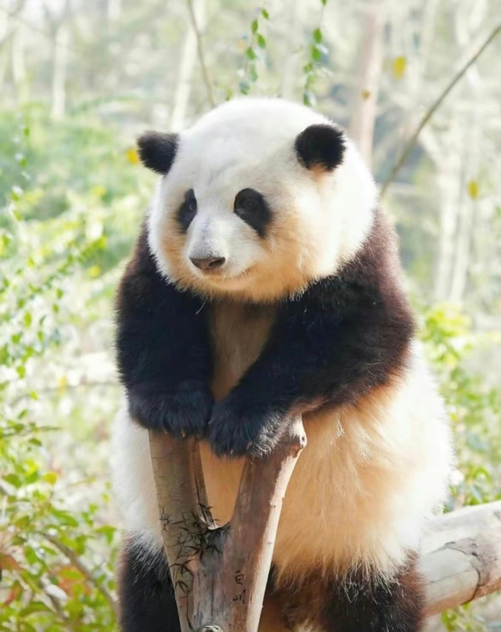 花花也太会长了~萌萌的小可爱.#大熊猫