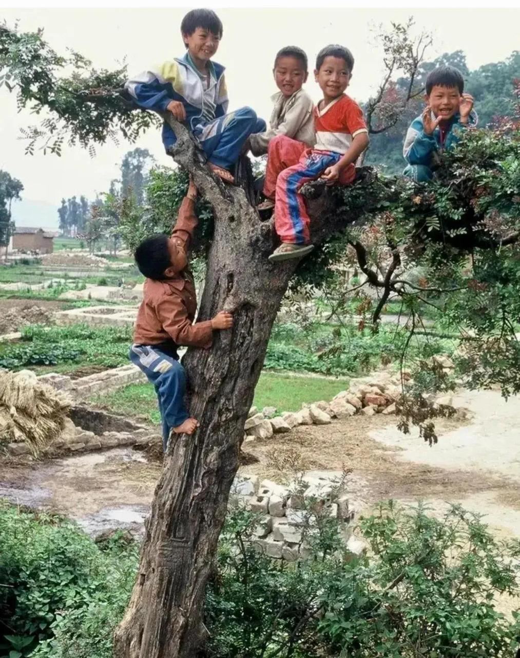 90年代在某農村拍攝的照片,五個小孩子爬到了一棵老樹上玩耍,那個年代