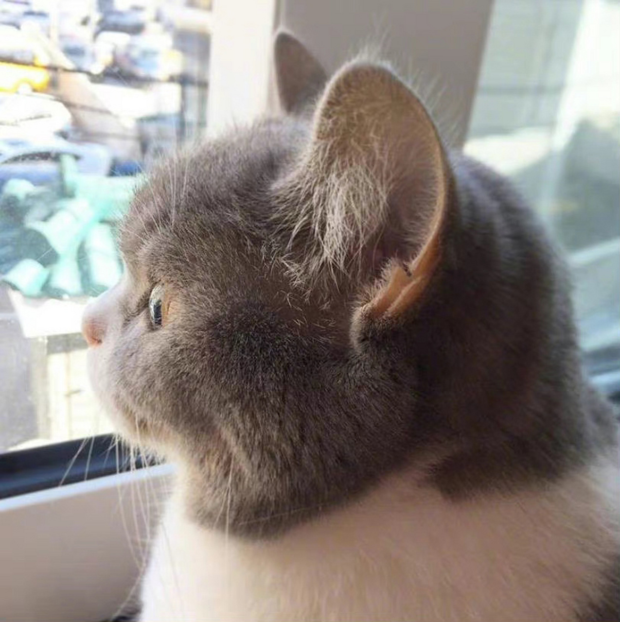 分享一波猫咪侧脸杀