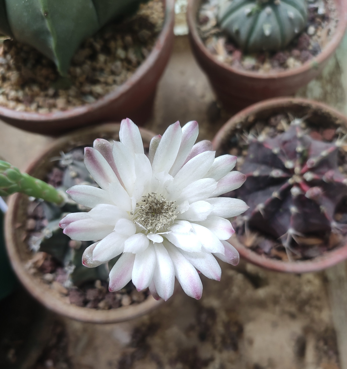 买时3-4cm的仙人球肋骨牡丹,养了一年多终于开花了.