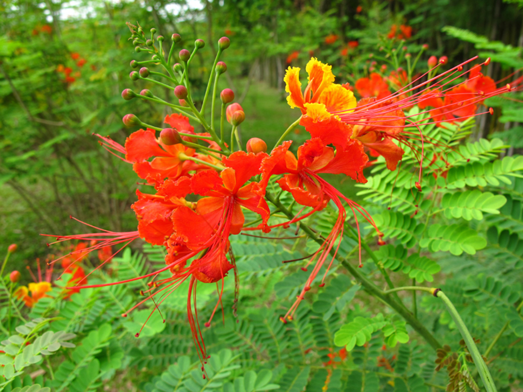 那么今天,我们就来聊一下关于盆栽金凤花的养殖方法