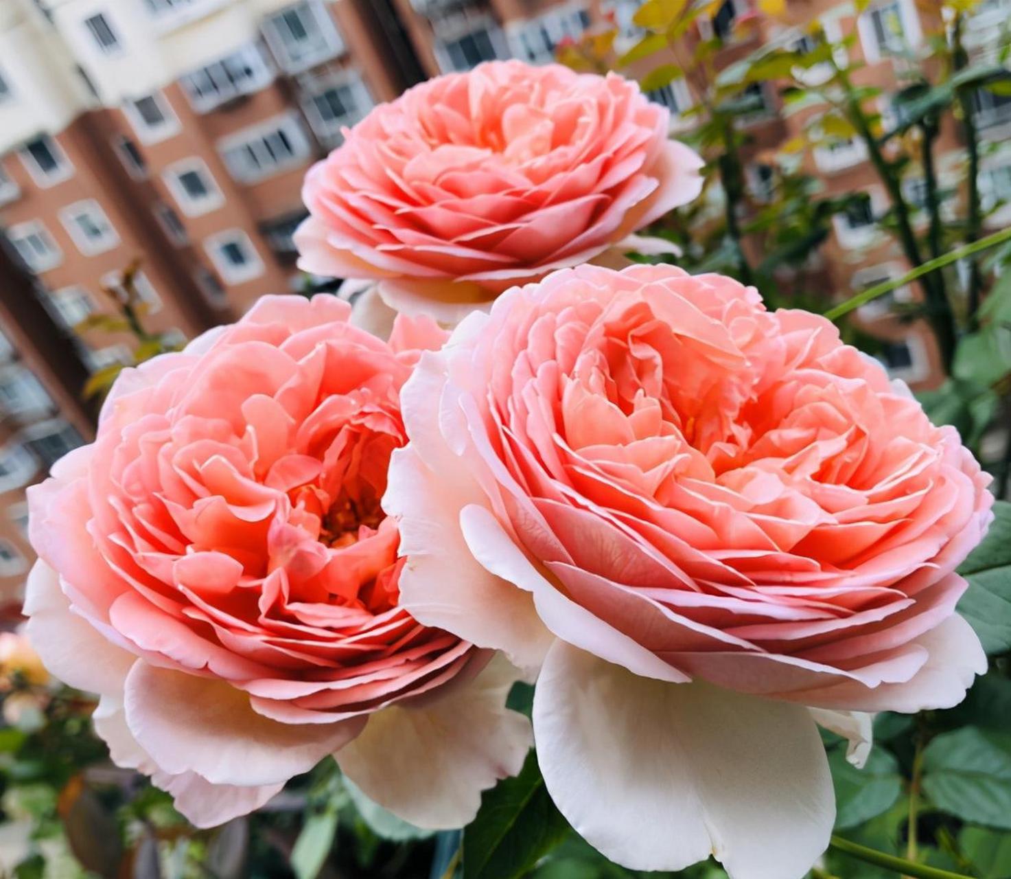 可以试试亚伯 [鲜花]经典月季亚伯拉罕达比是为了纪念亚伯拉罕·达比