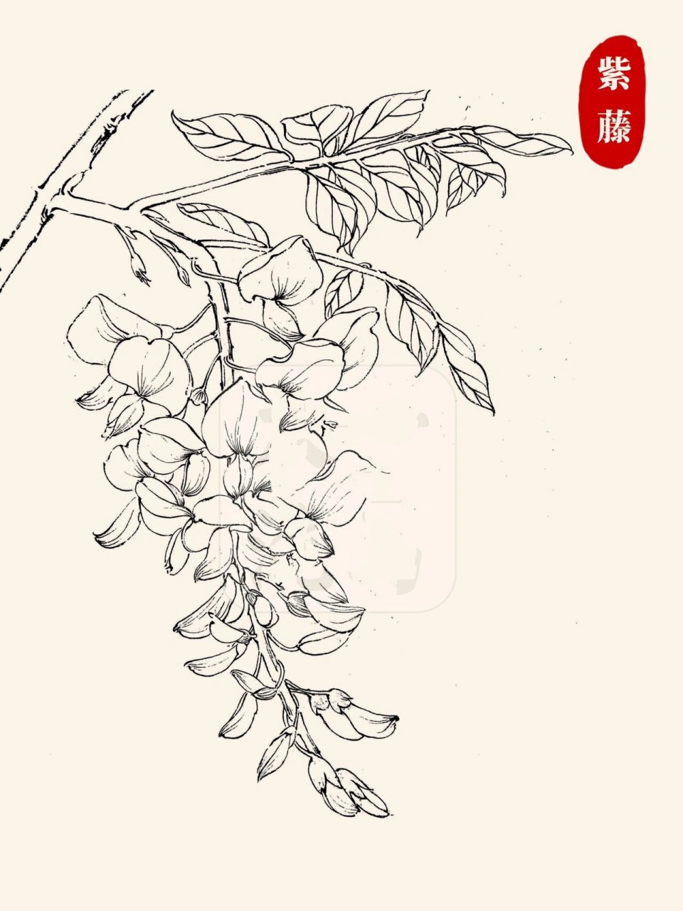 🌸线描/白描花卉合集👉第3弹‼️	"📖今天分享的