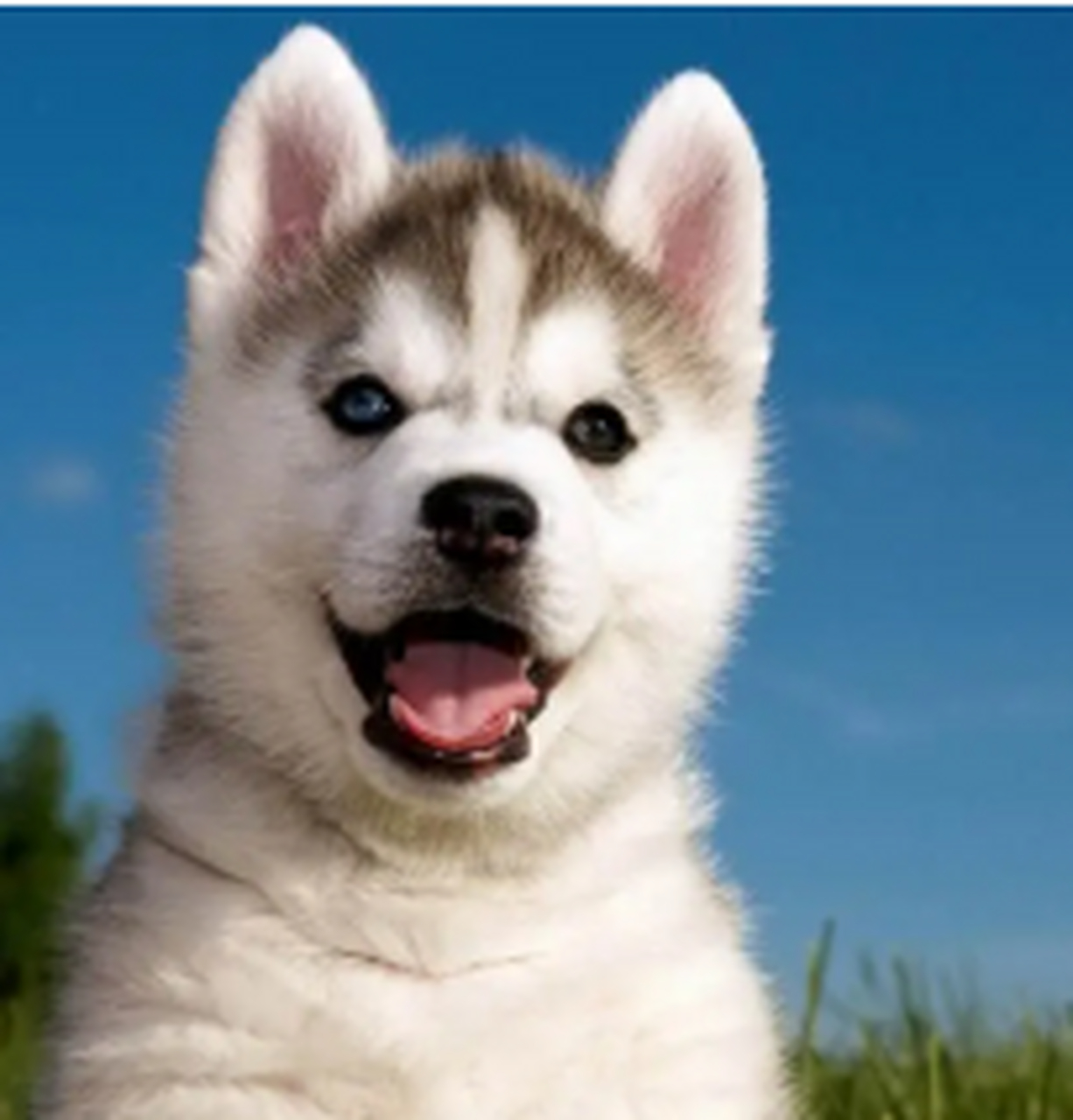 幼年时期的哈士奇,有没有很可爱.