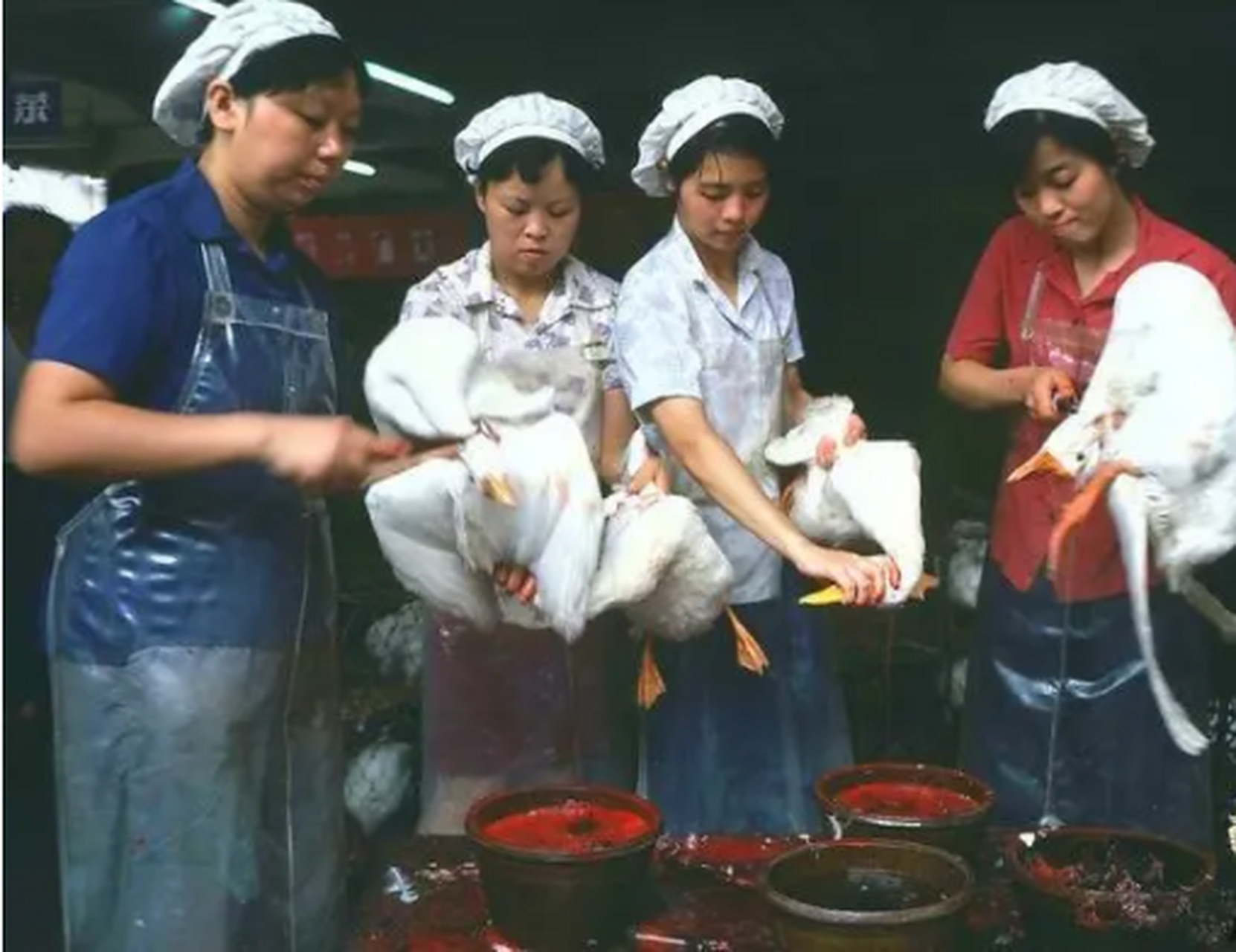 珍贵历史照片#80年代一家烤鸭店里,四个女人正在杀鸭放血,只见正在杀