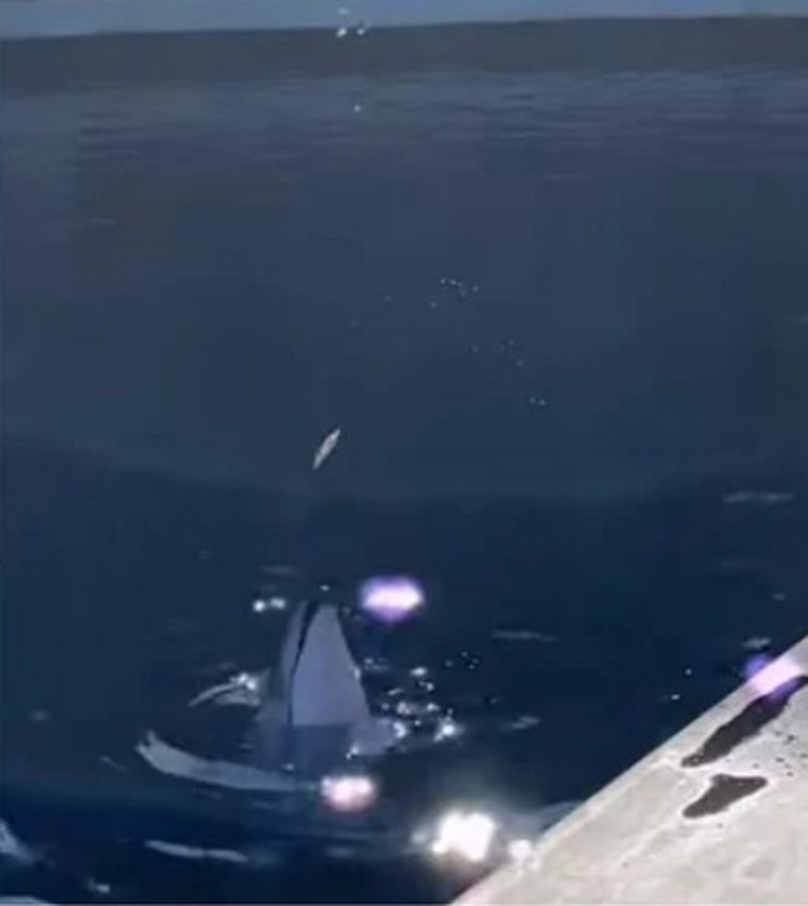 海豚是一种智商相当高的动物,但它们的「屁孩行径」也是师出有名.