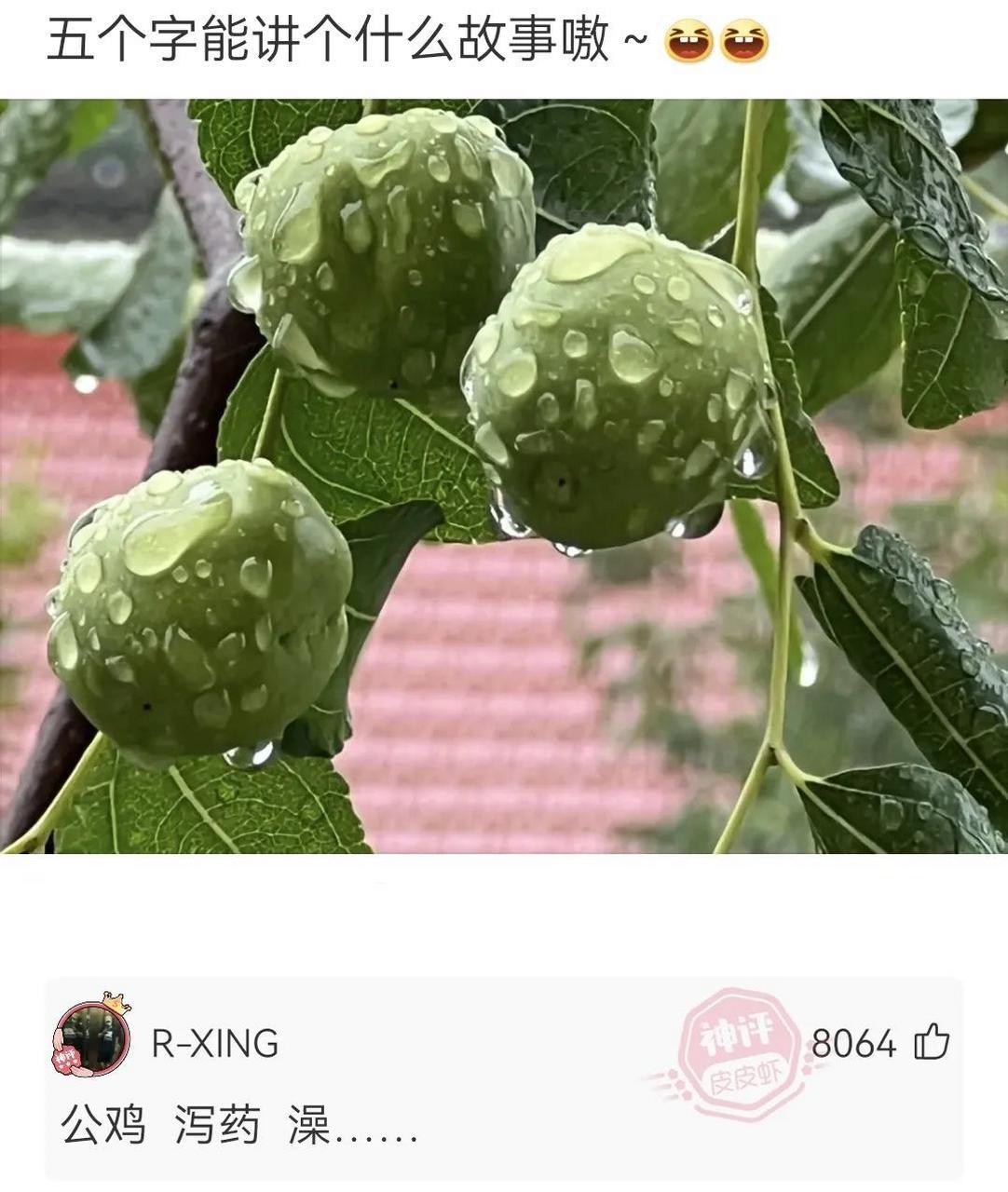 搜天才小熊猫就能找到了.