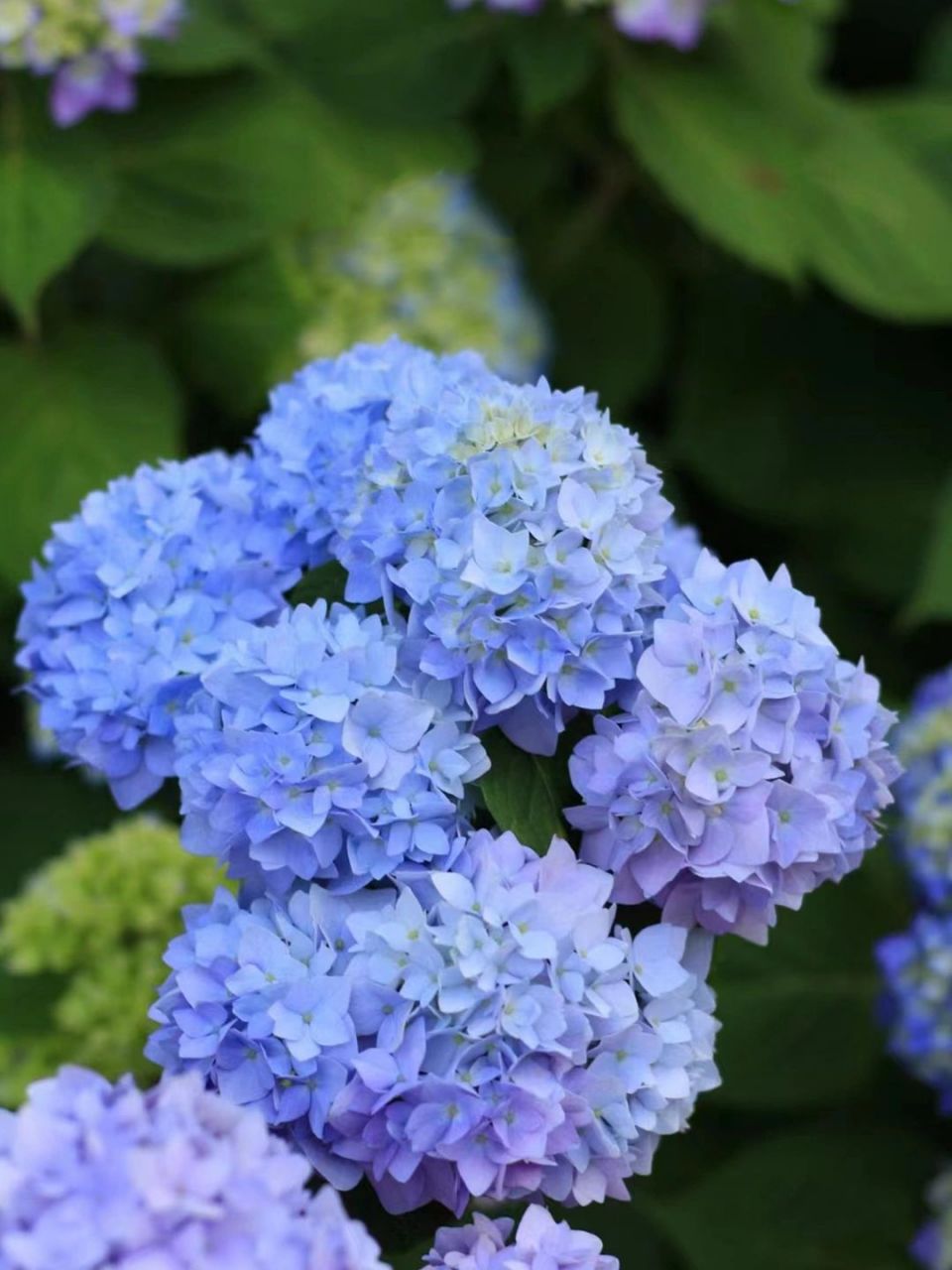 绣球花别名:八仙花,粉团花,草绣球,紫绣球,紫阳花.#百科# #三农