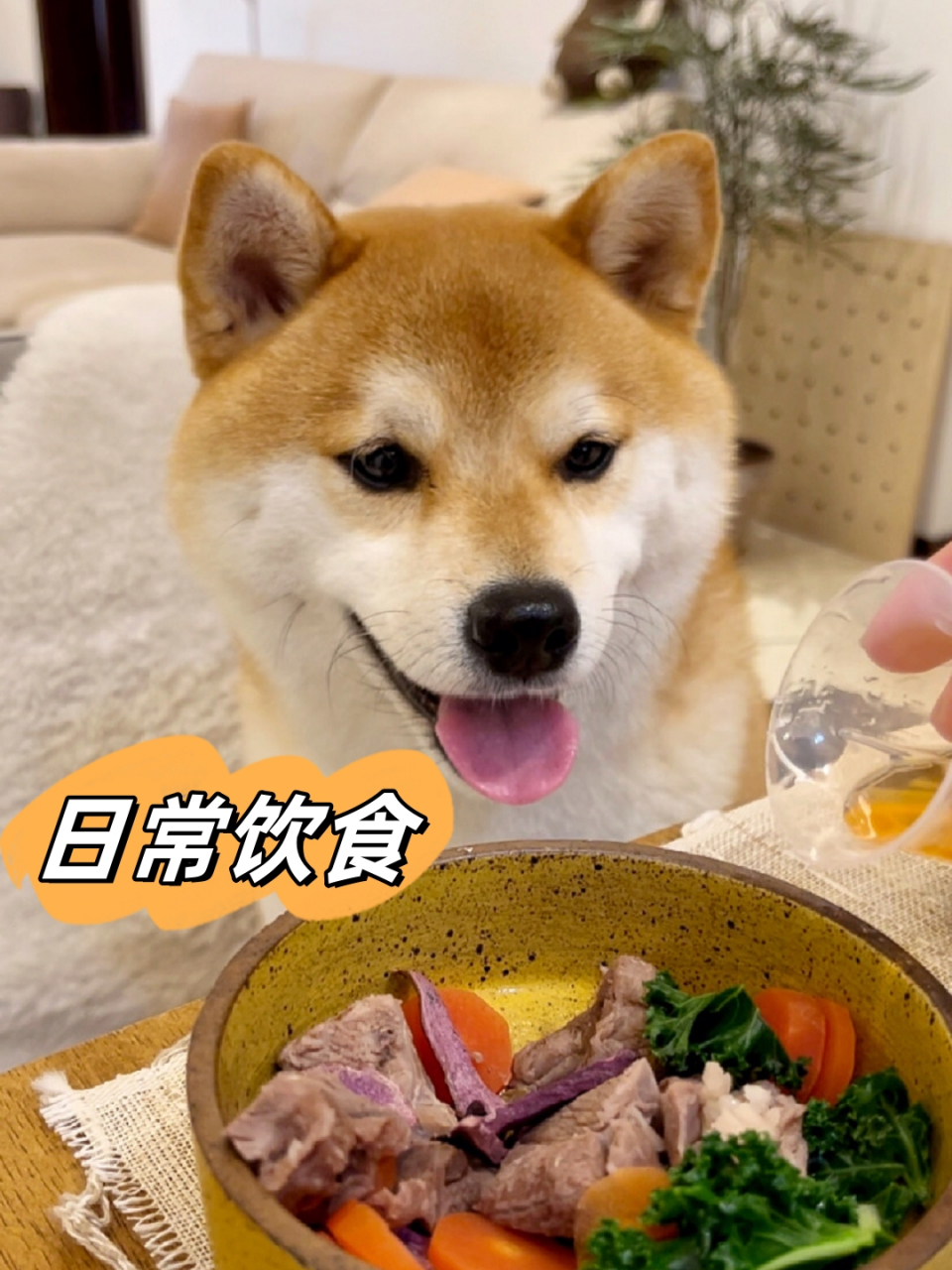 帅柴犬的亮丽毛发:保养秘籍大公开  今天我要和大家分享一下乔治平时