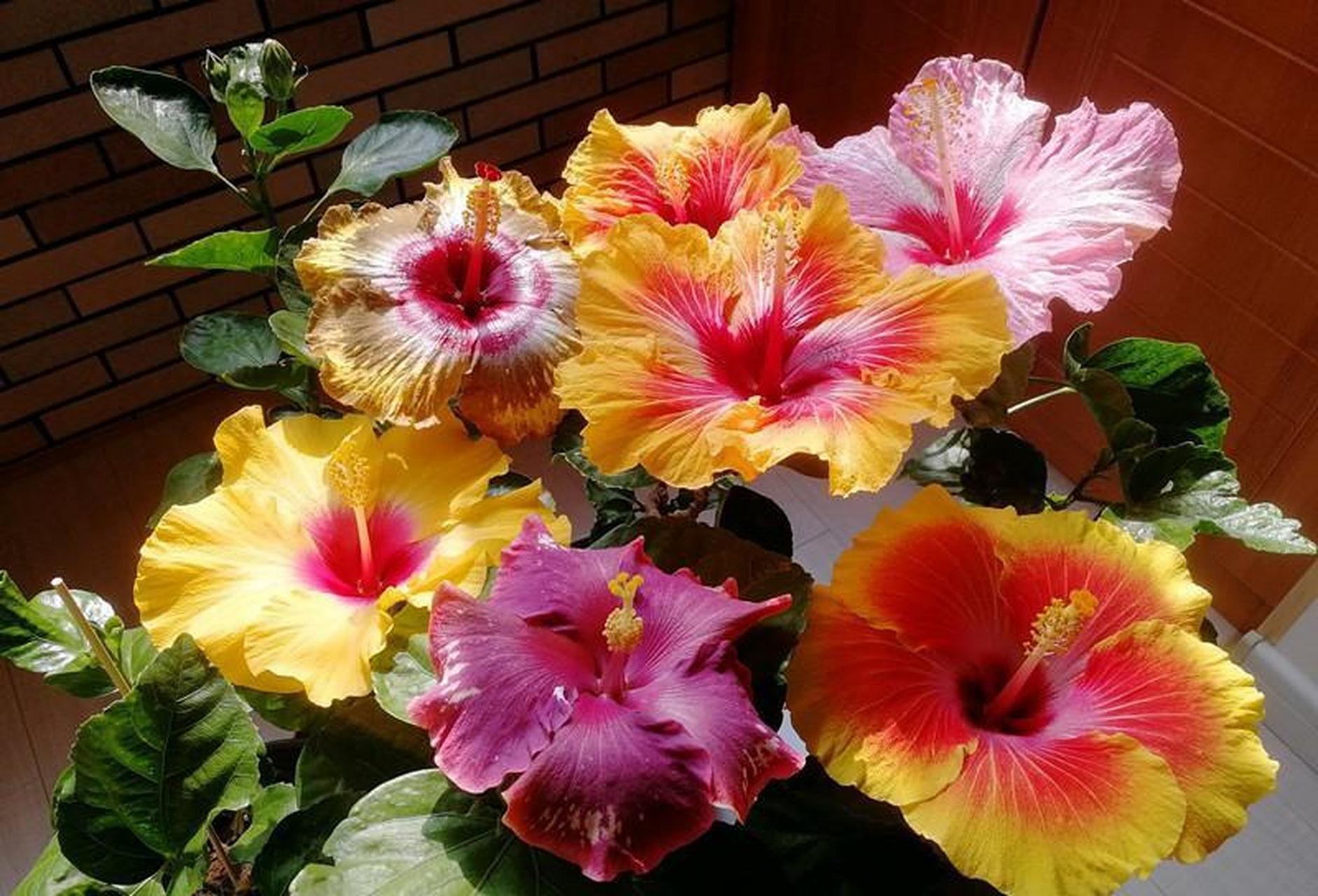 丹麦木槿,开花最勤奋的观赏植物之一,本身是朱瑾的矮化园艺品种,植株