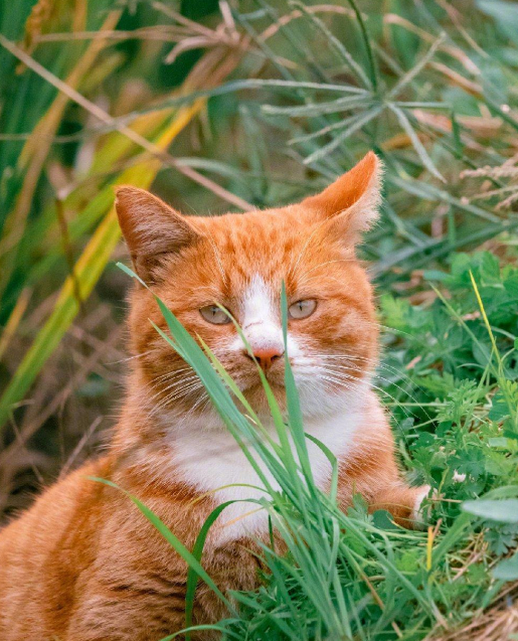 田野里的大橘猫