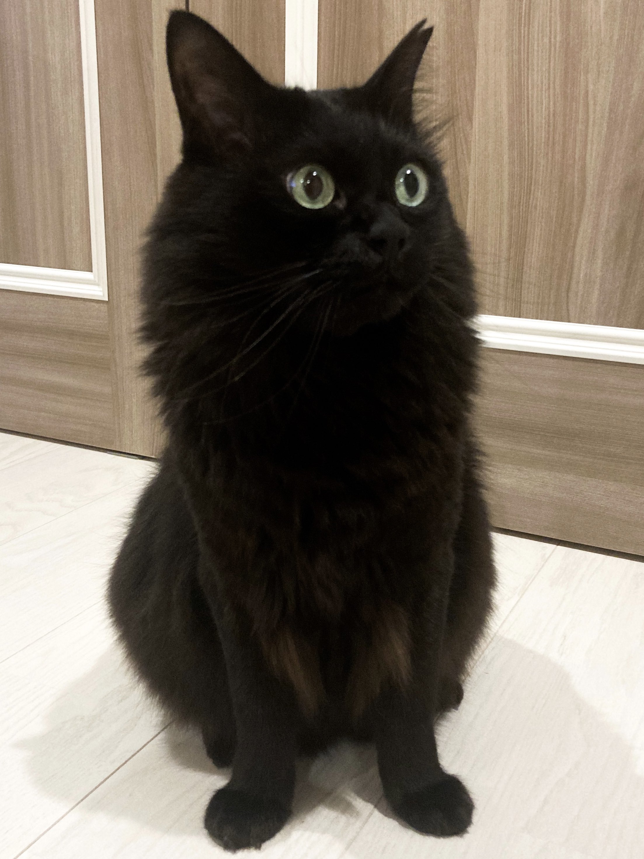 在众多毛色的猫咪中黑猫总能给人一种神秘感