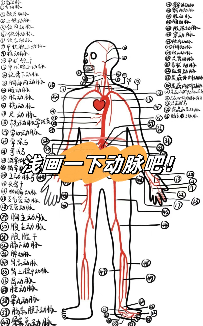 人体动脉分布图手绘图图片