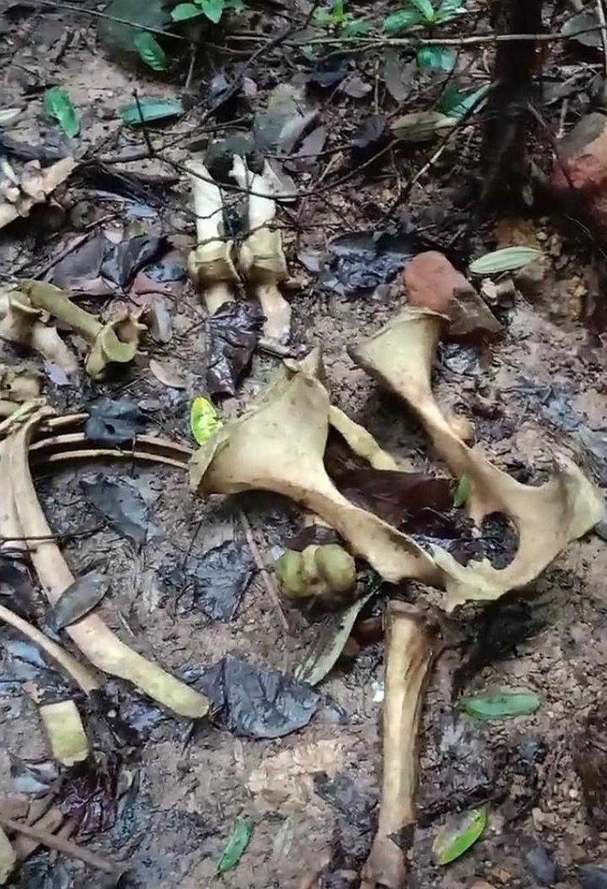 网友:在大山里面发现的一堆白骨,谁知道这是什么动物的骨头呢?