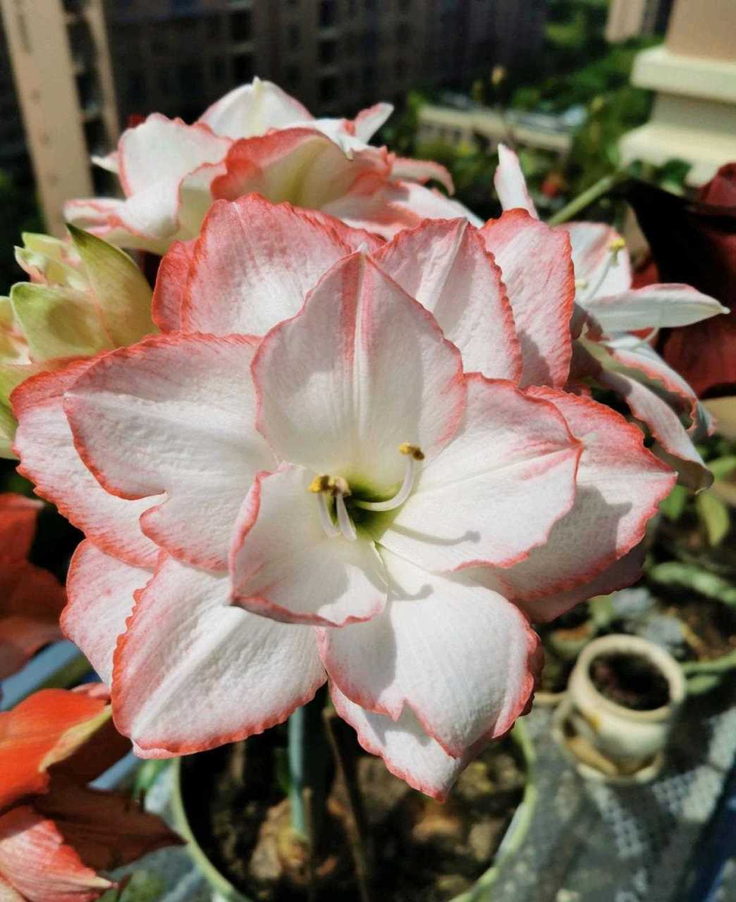 这种花名叫"曦荷",朱顶红的一个优秀品种,以超高的颜值征服了广大花友