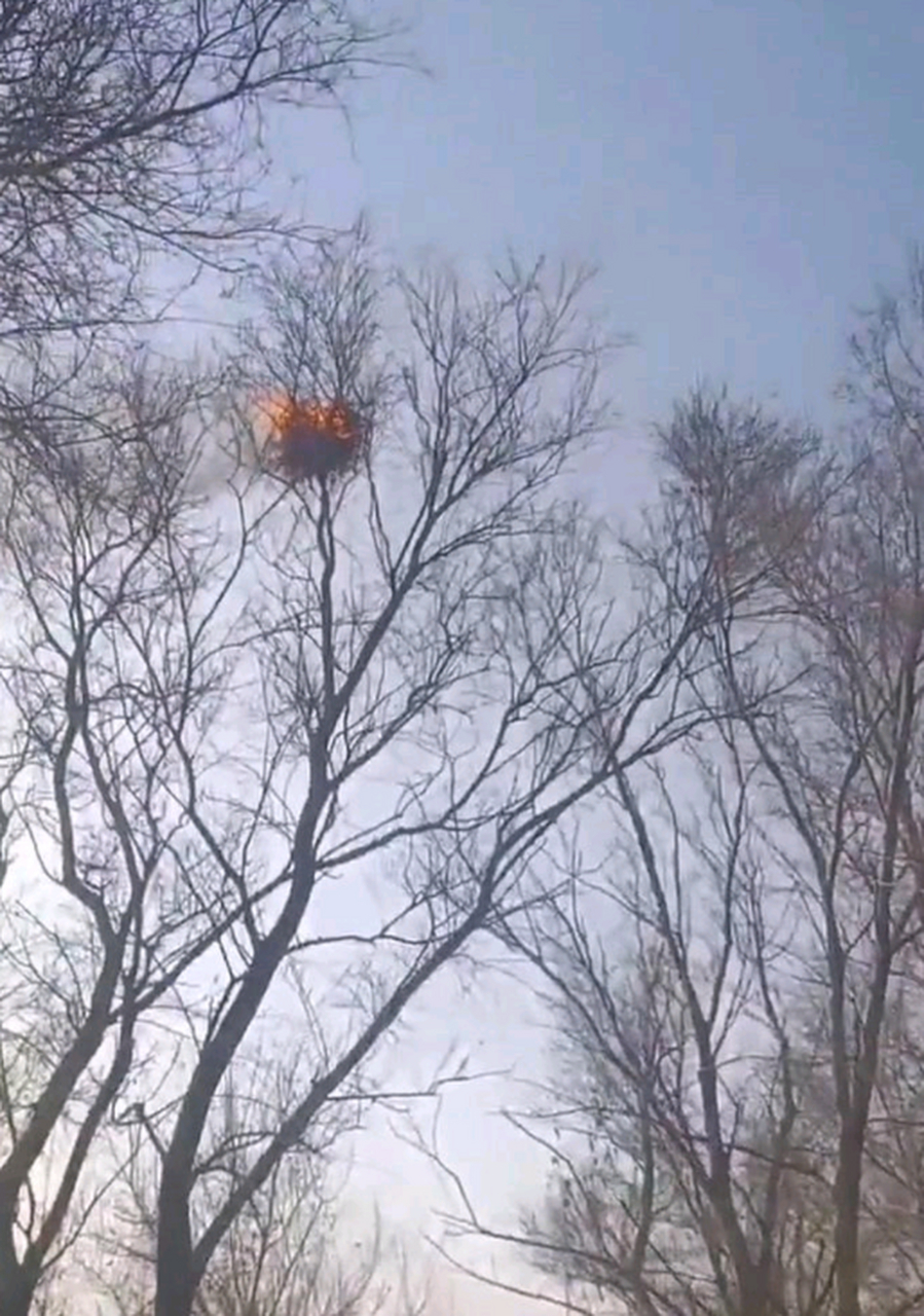 我就想知道这个鸟窝是怎么着火的?