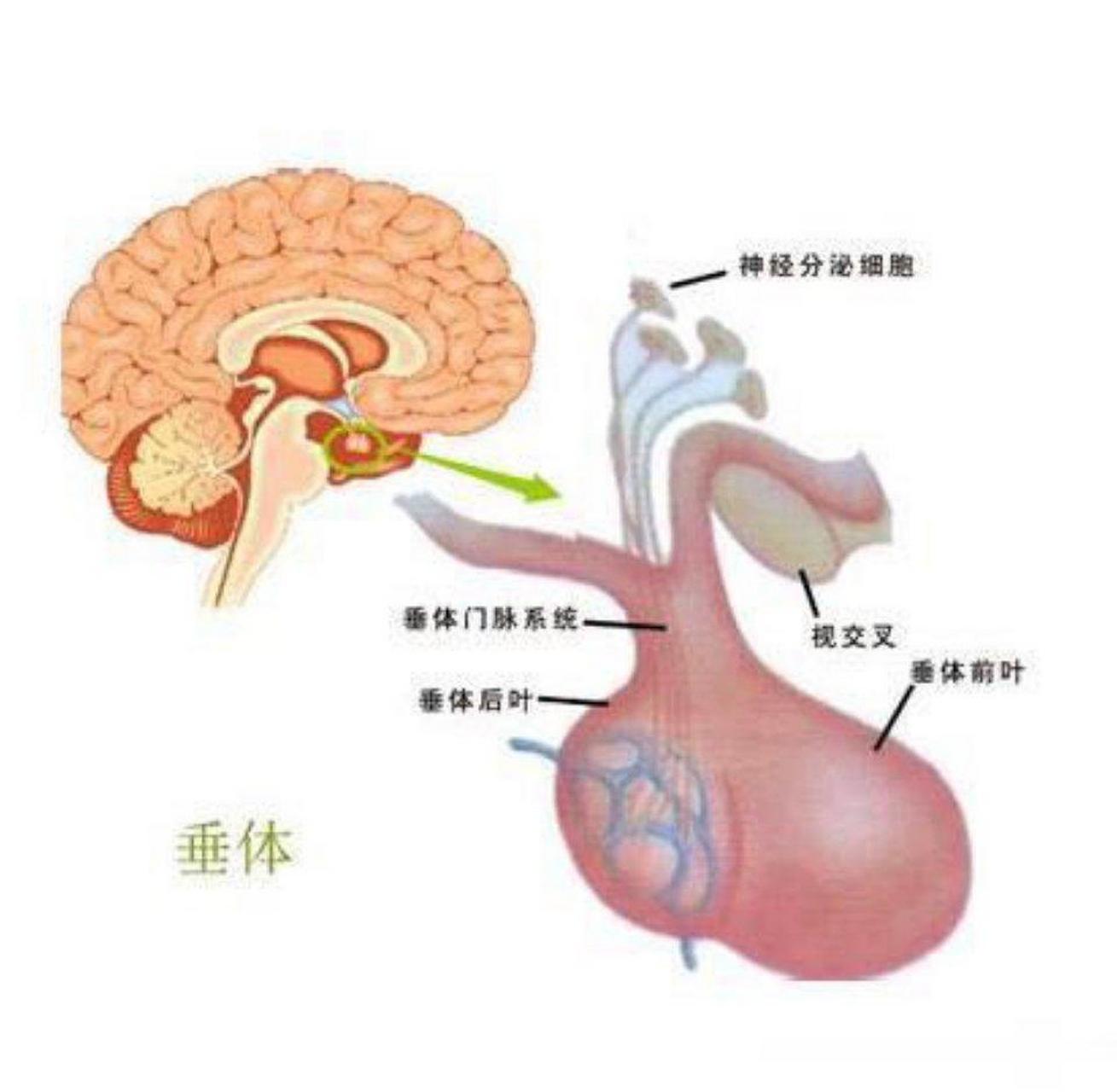 垂体示意图图片