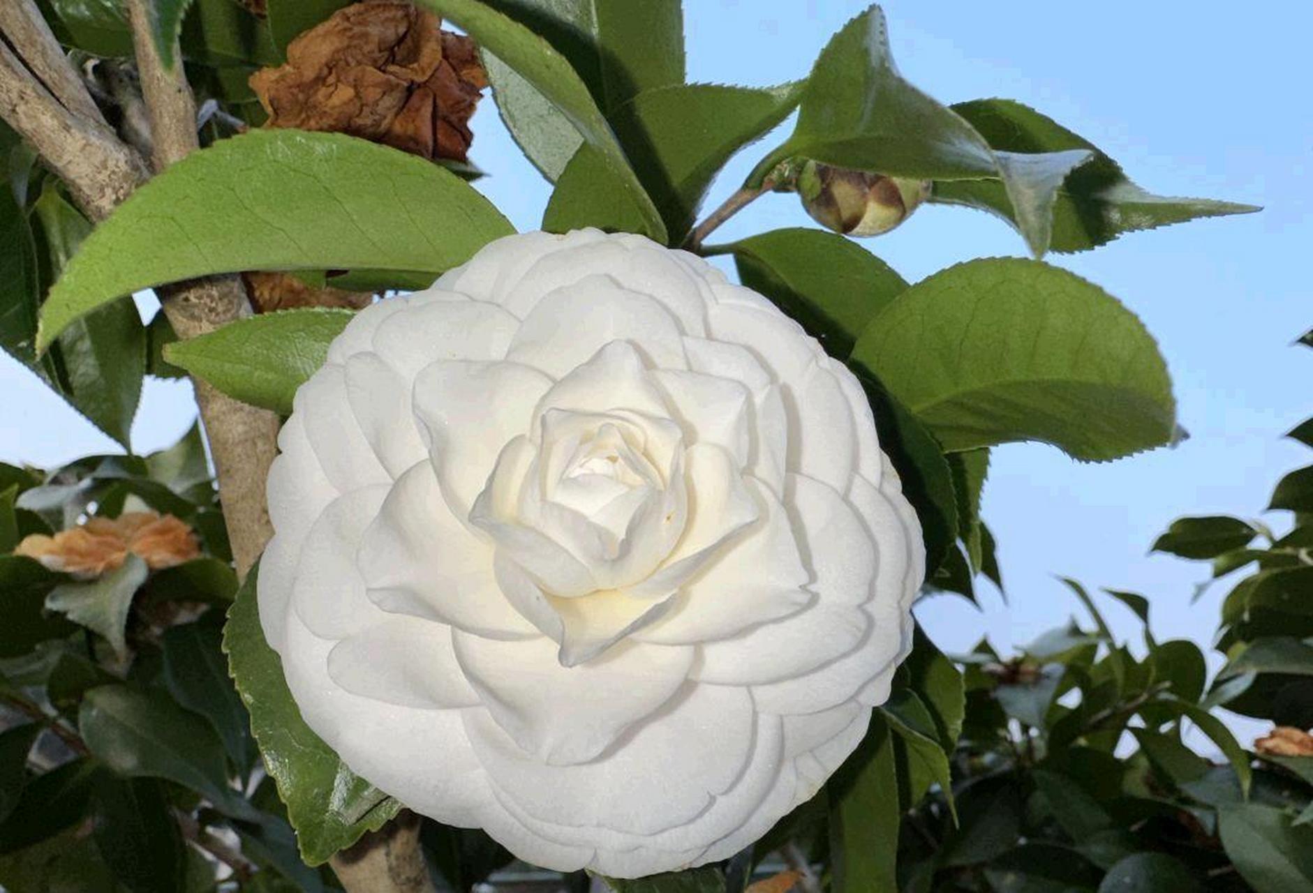 thecamelliasareblooming!drivewellandbehave#趣图喜欢#[偷笑]