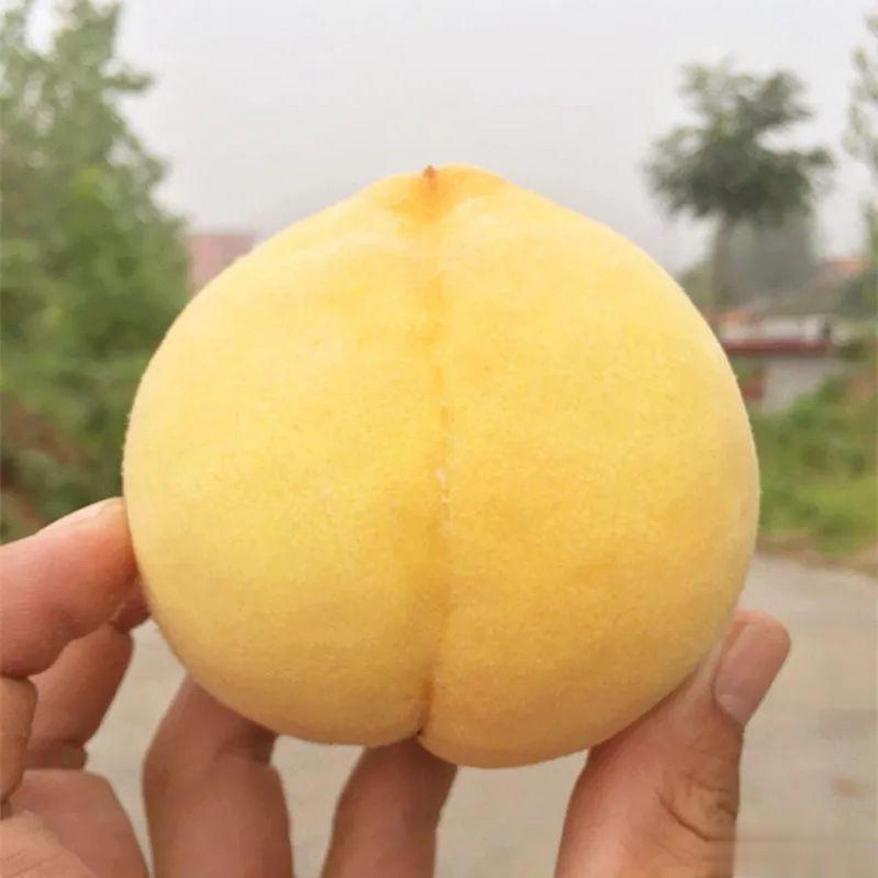 大妈的精选  『山东蒙阴黄金蜜1号 毛桃 黄毛桃 收到硬放软可扒皮吃