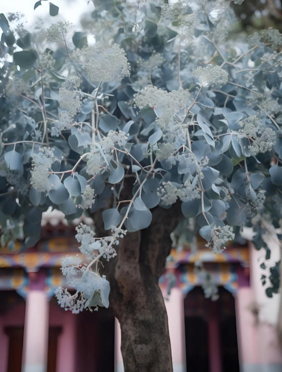 有一种树,叫蓝桉.